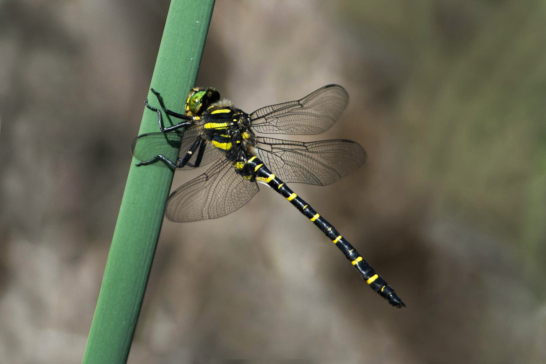 Cordulegaster boltonii♂